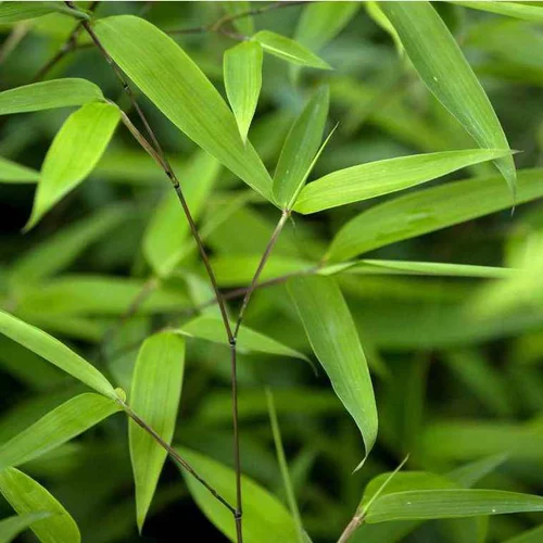 Choix extérieur:Bambou phyllostachys tip top vert pot de 15L
