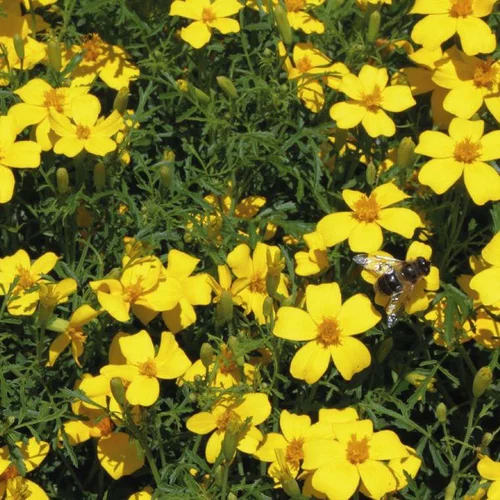 Jardin & confort:Fleur du potager tagetes nematifuge Bio - Le pot de 10.5 cm