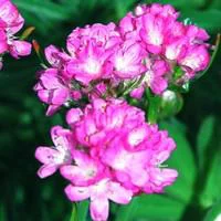 Style jardin:Gazon d'Espagne - La barquette de 6 plants