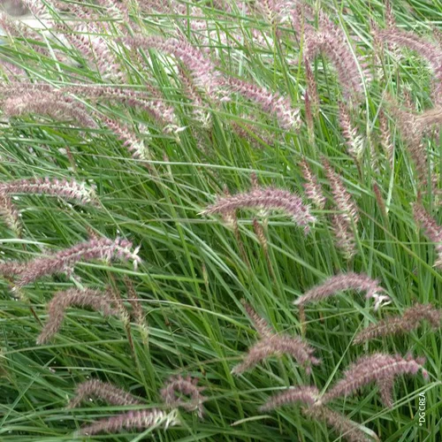 Pour tous vos projets extérieurs:Pennisetum Orient.Karley'S Rose - Le pot de 4 litres