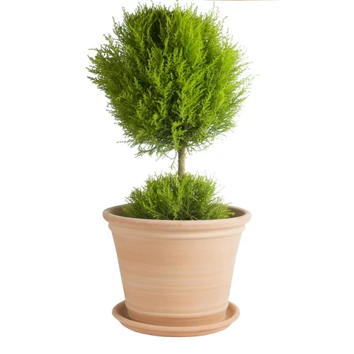Qualité au jardin：Pot Cocio Terraza en terre cuite claire D43x H32