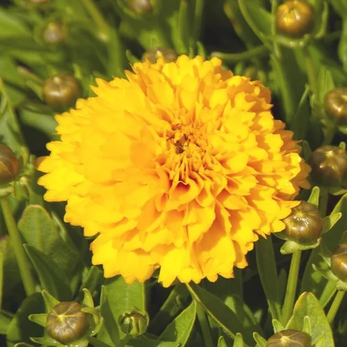 Choix jardin：Coreopsis grandiflora solanna jaune - Le pot de 9 x 9 cm
