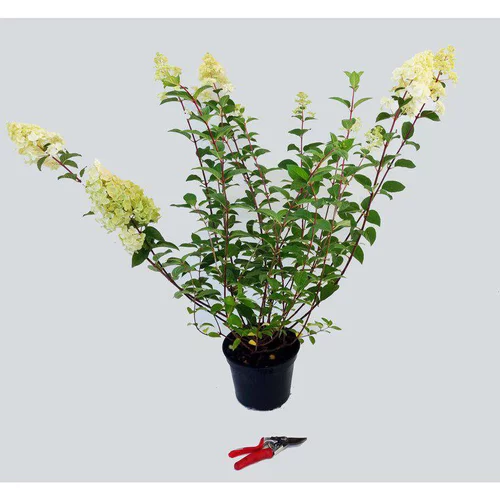 Confort jardin：Hortensia Sundae Fraise Rensun (Hydrangea Paniculata) rose. Le pot de 5 litres
