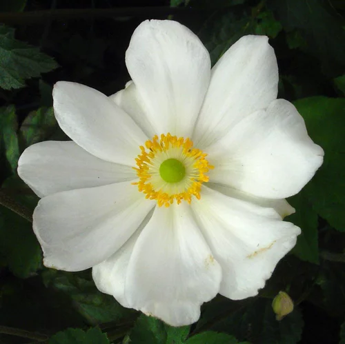 Ambiance jardin：Anemone X Honorine Jobert (Blanc). Le pot de 4 litres