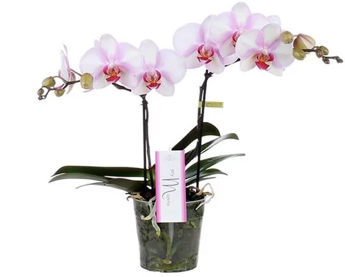 Nature extérieur:Phalaénopsis My Monroe avec cache-pot. Le pot de ø 12 cm