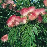 À adopter au jardin：Albizia Julibrissin Ombrella rose Tige 10/12 cm en pot de 30 L