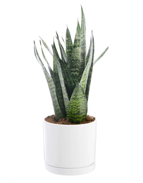 Les essentiels du jardin:Sansevieria Zeylanica vert en pot blanc émaillé botanic®. Le pot Ø 24 cm