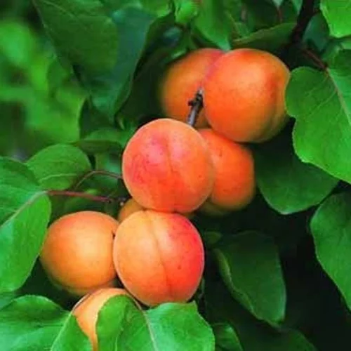 Pour aménager le jardin:Abricotier Rouge Du Roussillon Lr. Le pot de 12 litres, forme gobelet