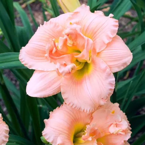 Malin au jardin：Hémérocalle ‘Siloam double Classic’ - Le pot de 2 litres