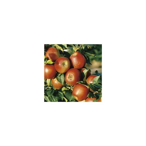 Mieux au jardin:Pommier Delbard Jubile® Delgollune. En racine nue, forme cordon