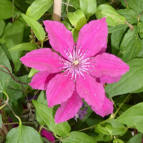 Déco au jardin:CLEMATITE VARIEE. Le pot de 5 litres