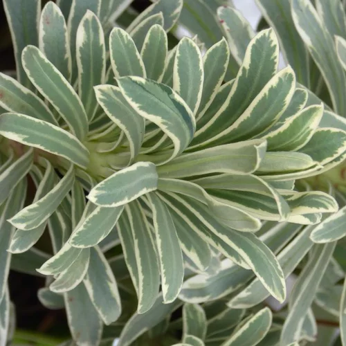 Jardin & déco:Euphorbia Characias Silver Edge - Le pot de 4 litres