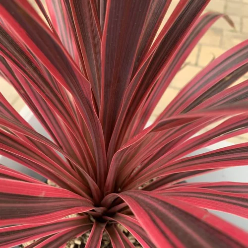 Tendance au jardin:Cordyline Cherry Sensation. Le pot de 2 litres