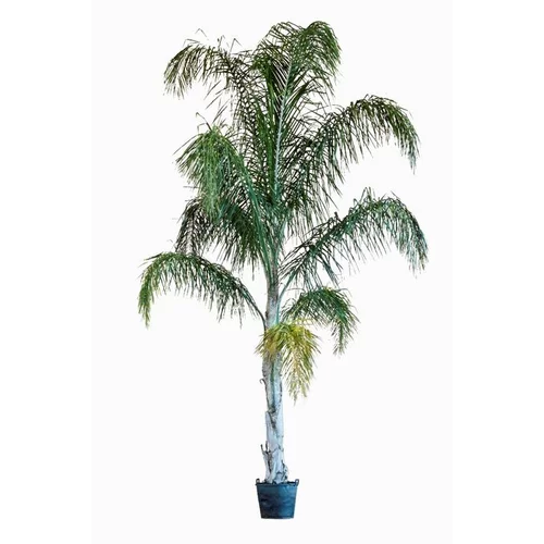 Espace vert essentiel:Arecastrum Romanzoffianum (Cocotier Plumeux) en pot de 110 L vert