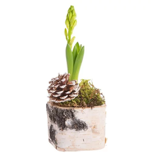 Pour personnaliser votre jardin:Composition de Noël jacinthe multicolore pot en bouleau