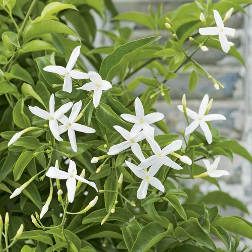 Pensé pour le jardin:Jasmin en pyramide à fleurs blanches - Le pot Ø 20 cm