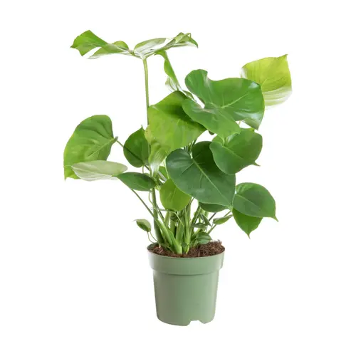 Jardin bien-être:Philodendron Monstera en touffe vert. Le pot Ø 24 cm