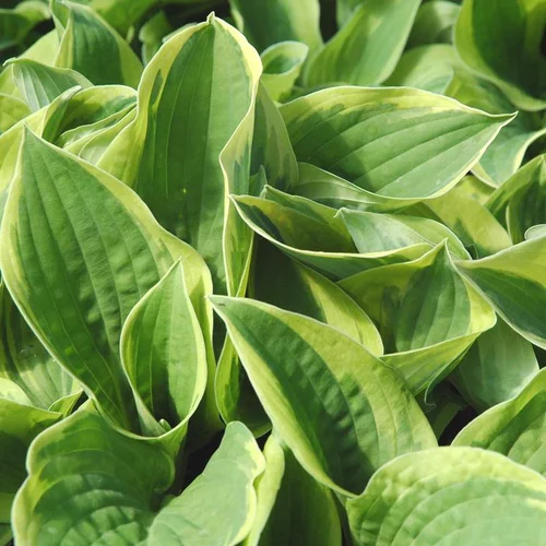 Idée utile：Hosta 'American Halo' - Le pot de 2 litres
