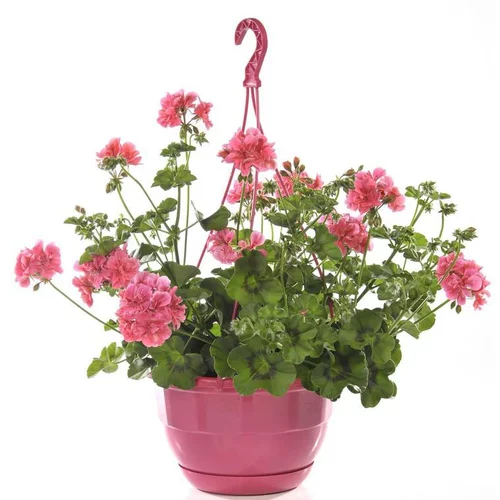 Accessoire extérieur：Géranium Lierre double à fleurs multicolores - La suspension Ø 25 cm