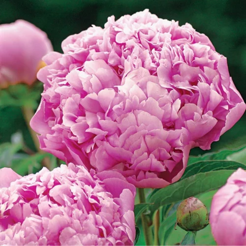 À adopter au jardin:Pivoine Mr Jules Elie - Le pot de 1 litre