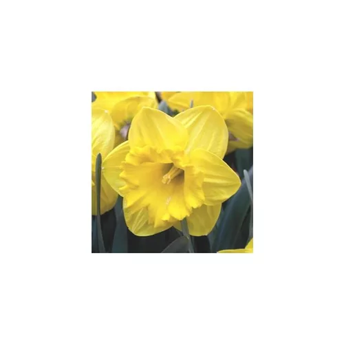 Idée extérieur:Narcisse Gold Medal - La coupe de 27 cm