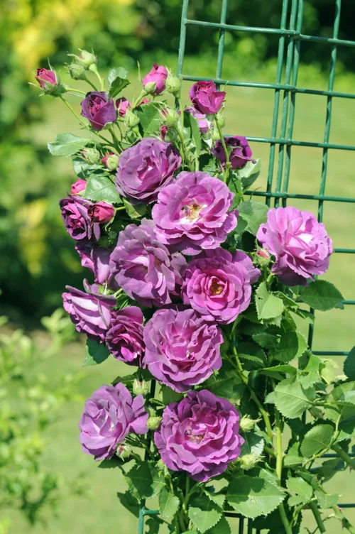 Confort au jardin：Rosier Grimpant Audacieuse® 'Lapfan' - Le pot de 7,5 litres