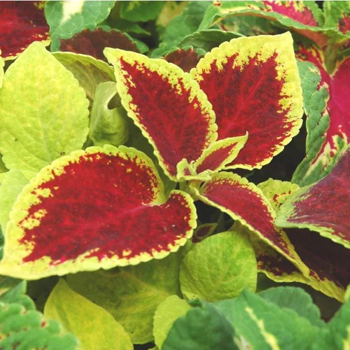 Pour votre projet：Coléus ou Coliole au feuillage multicolore - Le pack de 4 plants