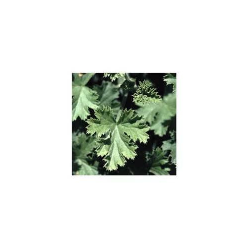Simple au jardin：Géranium à feuillage odorant. Le pot de 13/15 cm