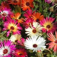 Une touche jardin:Ficoide Lampranthus - La coupe de 20 cm