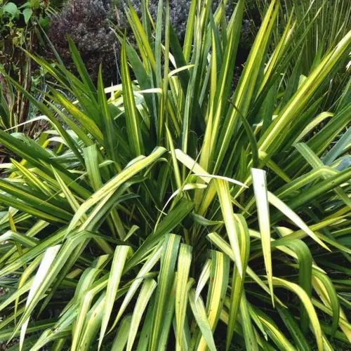 Confort pour le jardin：Plante verte Phormium - pot de 4 L