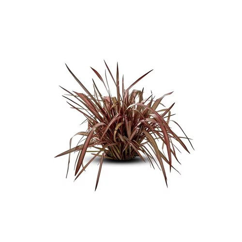 Nature facile:Phormium Tenax Atropurpureum 100/125 en pot de 18 L rouge