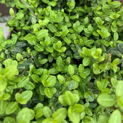 Malin extérieur:Fusain du Japon Microphyllus vert. Le pot de 3 litres, 25/30 cm