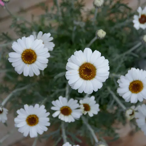 Pour un extérieur agréable:Marguerite du Maroc ‘African Spring’ - Le pot de 2 litres