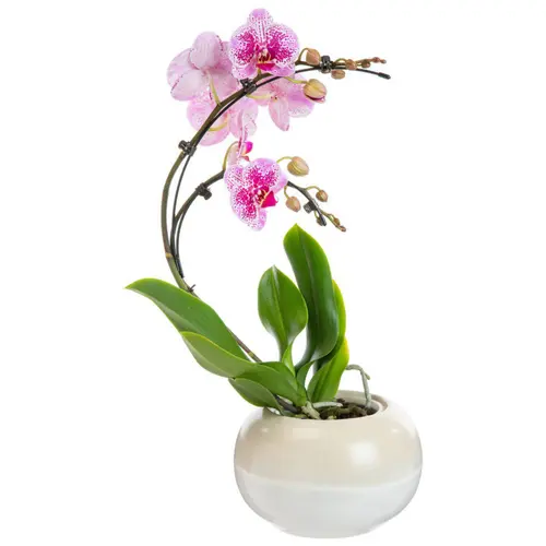 Jardin expert：Plante orchidée Phalaenopsis boomerang - Ø 12 cm
