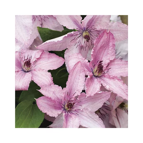 Facile à intégrer à l’extérieur：CLEMATITE HAGLEY HYBRIDE. Le pot de 3 litres