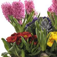 Pratique jardin:Composition de jacinthes et primevères en mélange. La coupe