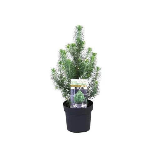 Jardin et équipement：Pinus Sylvert Crest - Le pot de 2 litres
