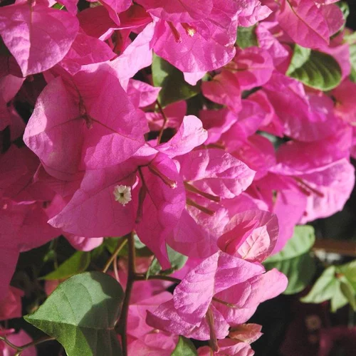 Une solution pratique pour l’extérieur：Bougainvillier ou Bougainvillée Californiana à fleurs roses en touffe - Le pot Ø 25 cm