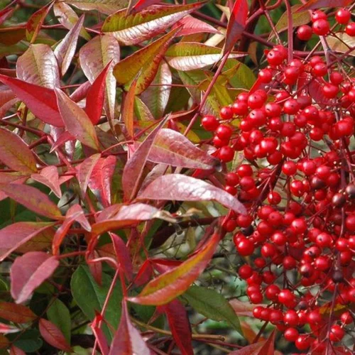 Utile dehors：Nandina Domestica rouge en pot de jardinière de 15 L