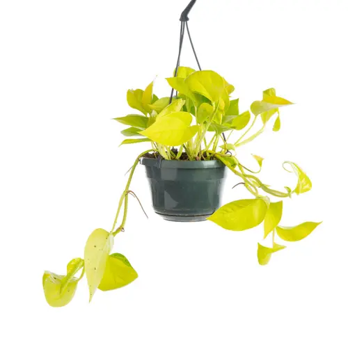 Maison et extérieur:Pothos Golden jaune suspension. Le pot Ø 15 cm