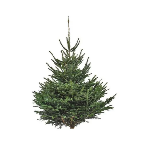 Vie extérieure：Sapin de Noël naturel coupé Nordmann - de 100 à 125 cm