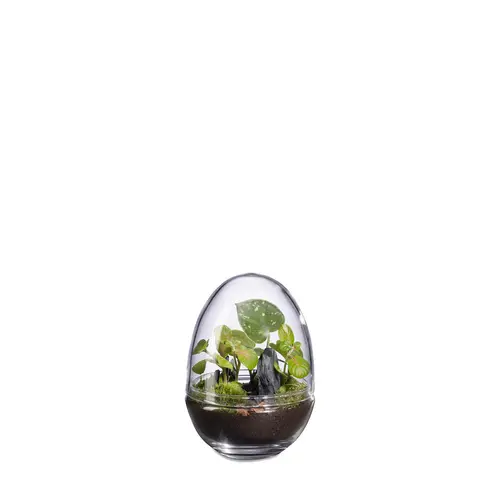 Pour un jardin à votre image:Terrarium autonome Dyno Landscape botanic® - taille S
