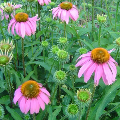 Jardin quotidien:Echinacea - Le pot de 2 litres