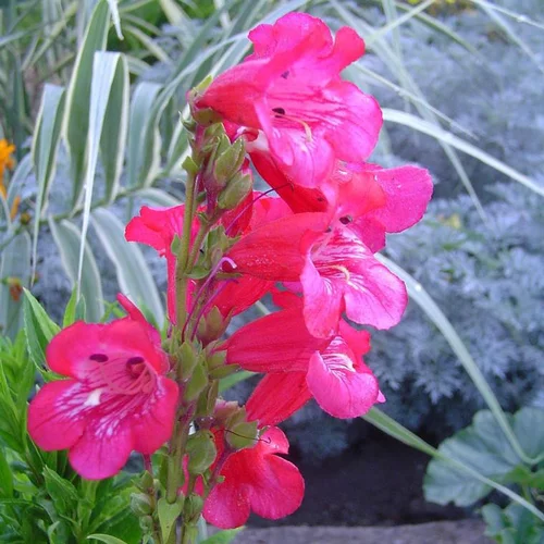 Essentiel extérieur:Penstemon - Le pot de 2,5 litres