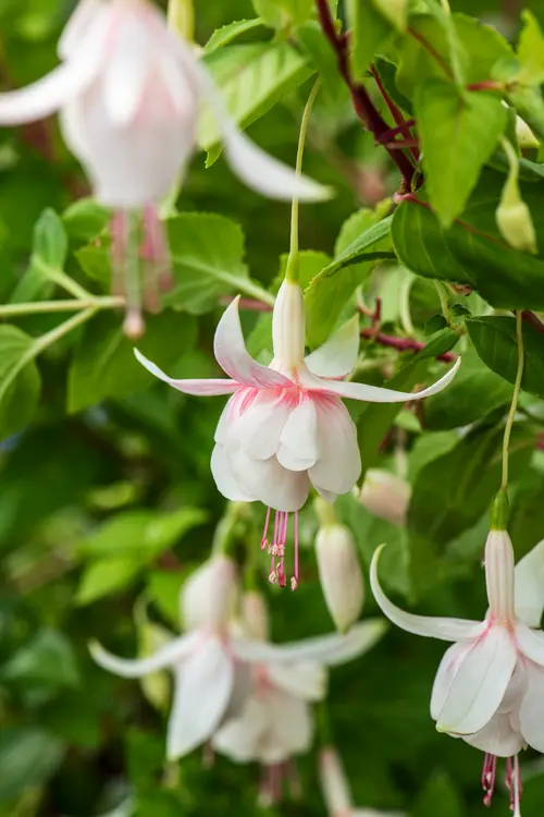 Pour mieux aménager votre jardin:Fuchsia ‘Annabel’ - Le pot de 2 litres