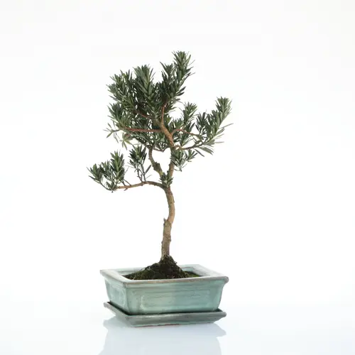 Jardin malin：Bonsaï Podocarpus botanic® taille 1,2. Le pot