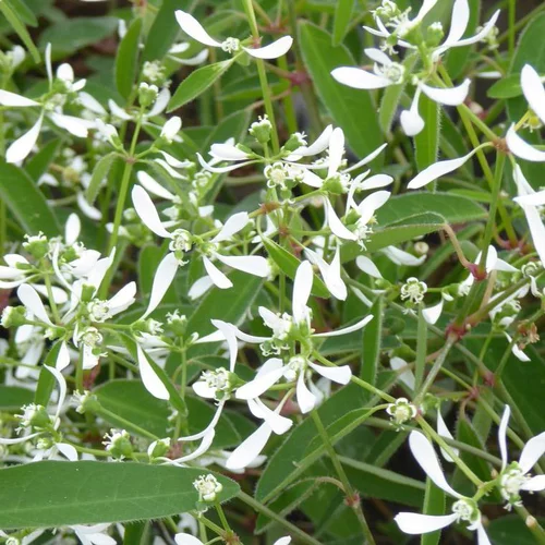 Maison et extérieur:Euphorbe Diamond Frost à fleurs blanches - Le pot Ø 10 cm