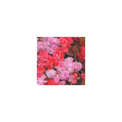 Un atout pour le jardin：Bégonia semperflorens double - Le pot de 10.5 cm