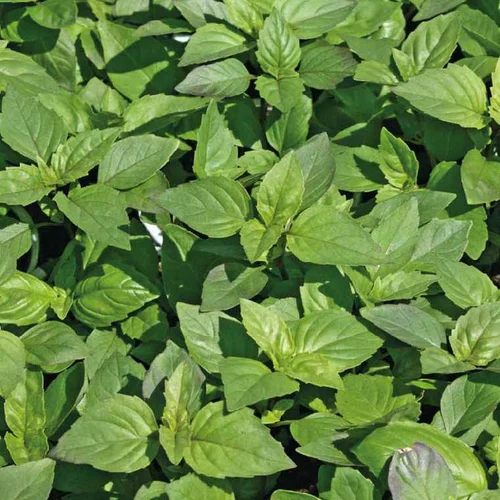 Pour aménager vos extérieurs:Basilic Marseillais Bio. Le pot de 1 litre