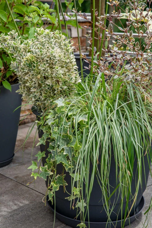 Jardin actuel：Soucoupe gris anthracite pour pot Poetic Joy 25 - Ø 18,7 x H 2,4 cm